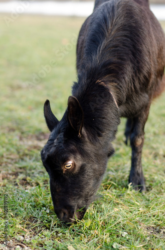 black goat grazes on the grass in the park