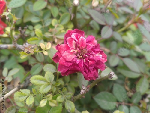 Red Rose Flower