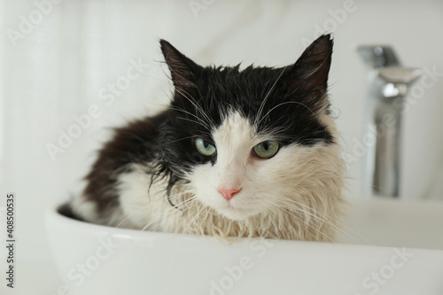 Cute wet cat in vessel sink indoors