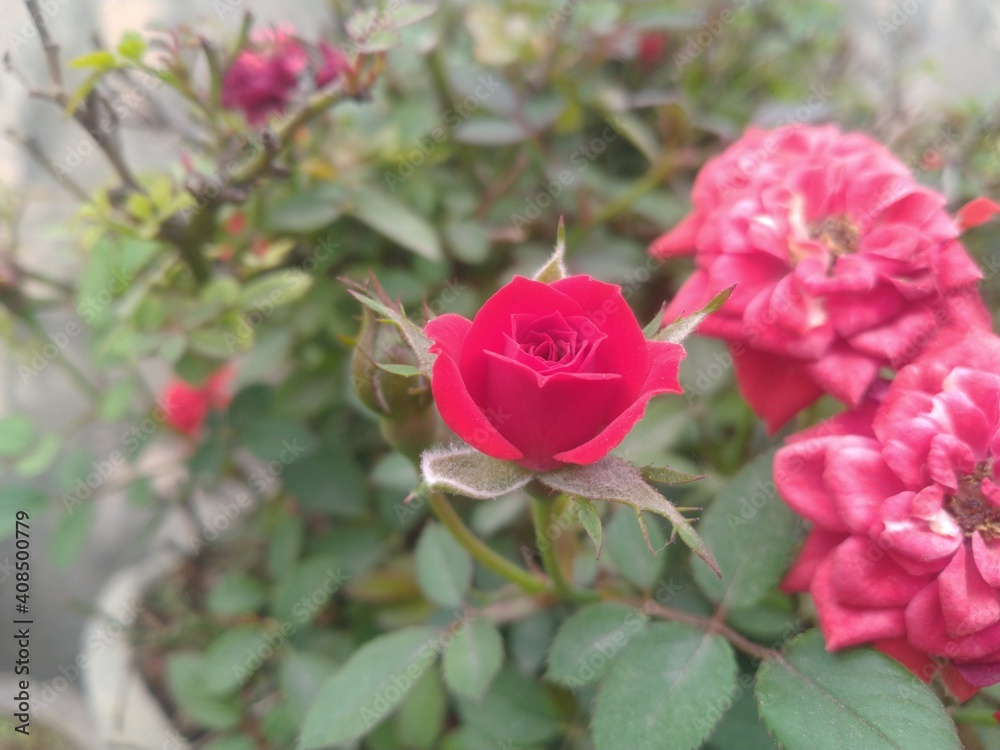 Red Rose Flower Red Rose Flower
