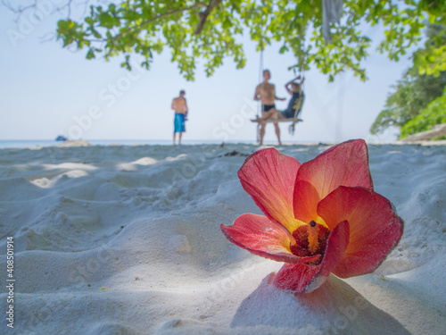 Beach hibiscus petals in a sandy beach (Koh Tachai Beach, Similan National Park, Thailand in 2014) photo