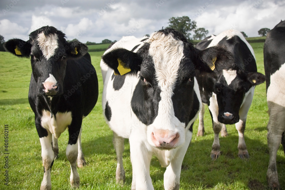 Black and white cows Waltshire farm UK