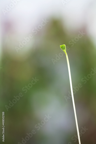 Spring sprouts © zhenya