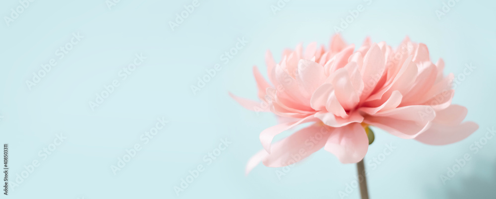 Soft pink dahlia flower on turquoise background. Empty space for text or logo