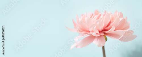 Soft pink dahlia flower on turquoise background. Empty space for text or logo