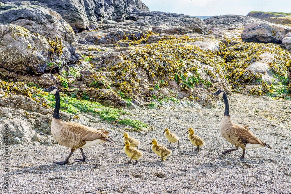 canada goose parents walking with baby goslings Stock Photo