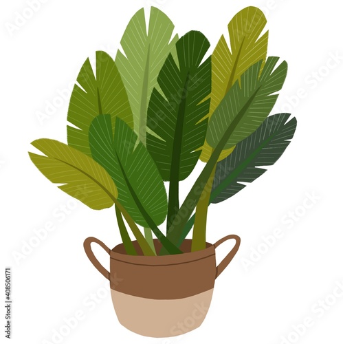 Green home decorative plant. houseplant for interior designtropical. plant in brown pot isolated photo