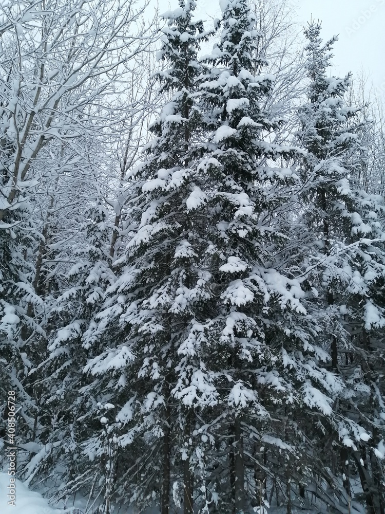 snow covered trees in the forest snow covered trees in the forest