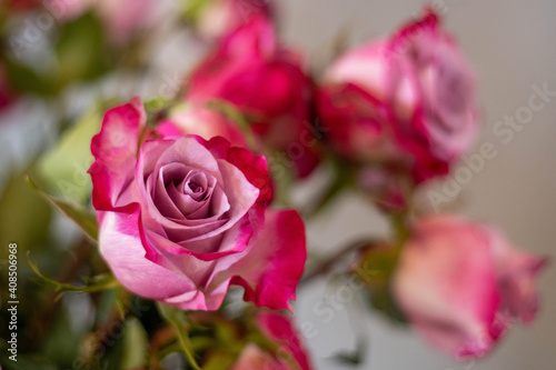 Few beautiful pink roses with leaves in a bouquet. One rose in a focus 