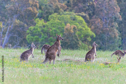 Fényképezés Eastern Grey Kangaroos in a paddock at twilight