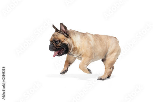Happiness. Young French Bulldog is posing. Cute doggy or pet is playing, running and looking happy isolated on white background. Studio photoshot. Concept of motion, movement, action. Copyspace.