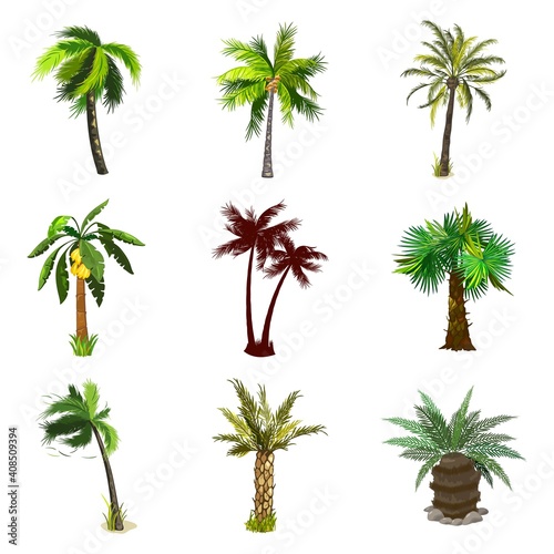 Collection of tropical forest  exotic fruitful tree  banana and coconut on plant. Vector nature  botanical and flora  desert island greenery  summer design isolated on white background