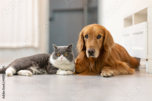 British Shorthair and Golden Retriever