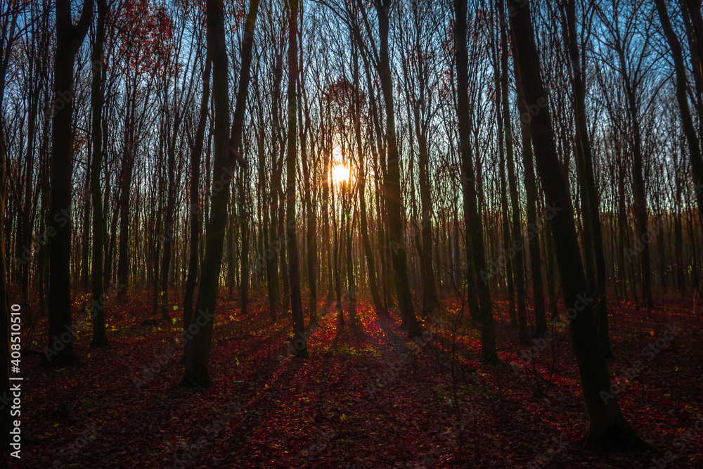 Fototapeta premium autumn forest on a background of sunset and blue sky 