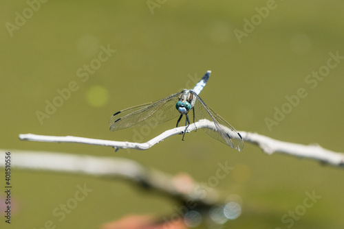 Orthetrum albistylum - Dragonfly