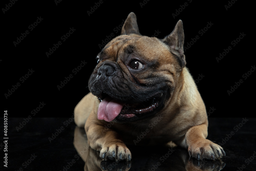 Portrait. Young French Bulldog is posing. Cute doggy or pet is playing, running and looking happy isolated on black background. Studio photoshot. Concept of motion, movement, action. Copyspace.