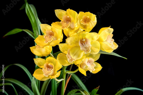 Cymbidium orchid Love Messenger 'Little Tiger', a yellow flowered orchid photo