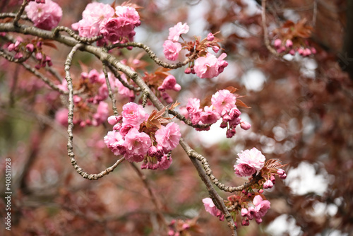Branches of blossoming sakura in the spring garden. Delicate pink flowers. soft selective focus.