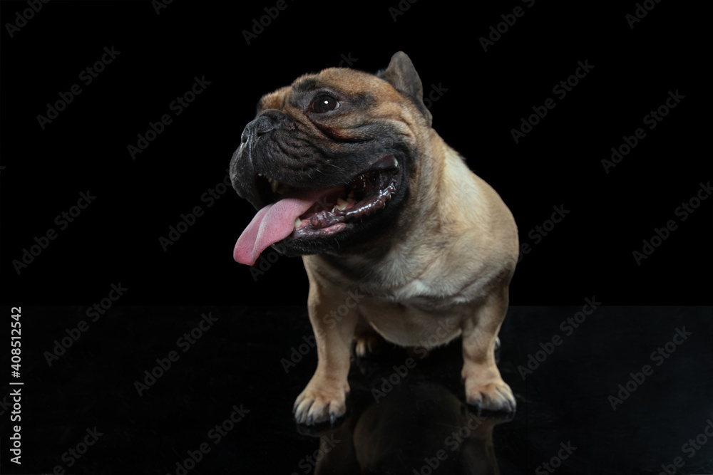 No way. Young French Bulldog is posing. Cute doggy or pet is playing, running and looking happy isolated on black background. Studio photoshot. Concept of motion, movement, action. Copyspace.