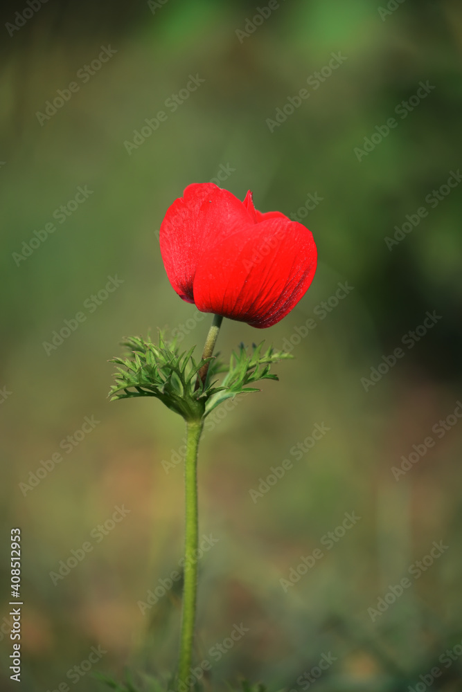 Bright red anemone flower in early spring in a green garden. Bright red anemone flower in early spring in a green garden.
