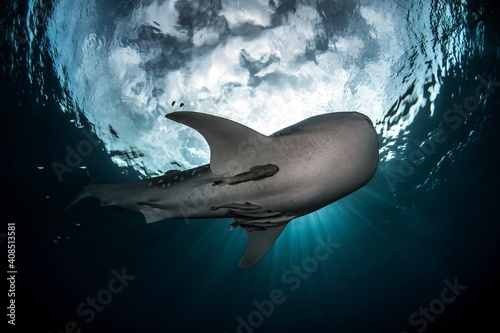 Photography Whale Shark in Cenderawasih Bay West Papua