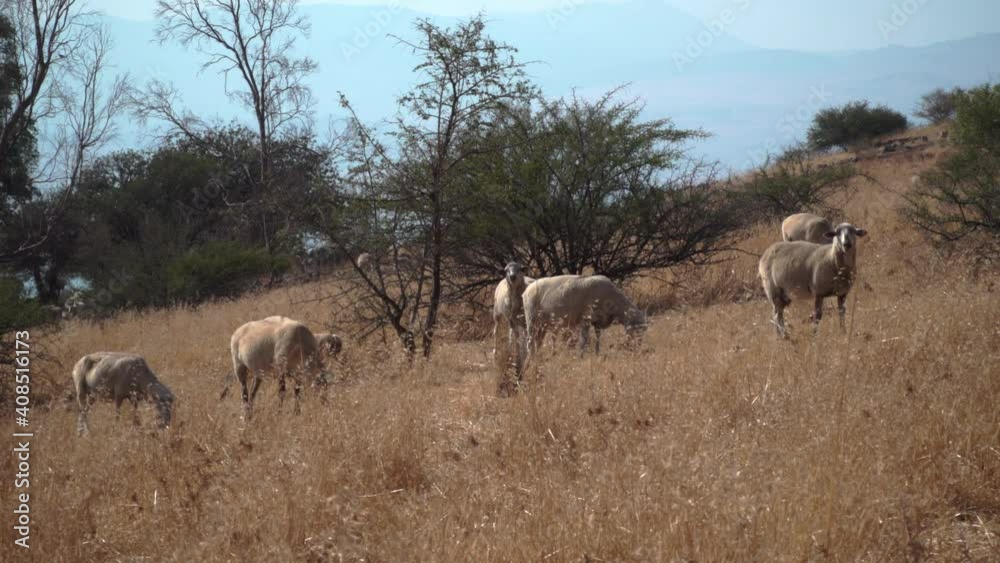 A herd of sheep grazing in the Golan Heights in a biblical landscape A herd of sheep grazing in the Golan Heights in a biblical landscape