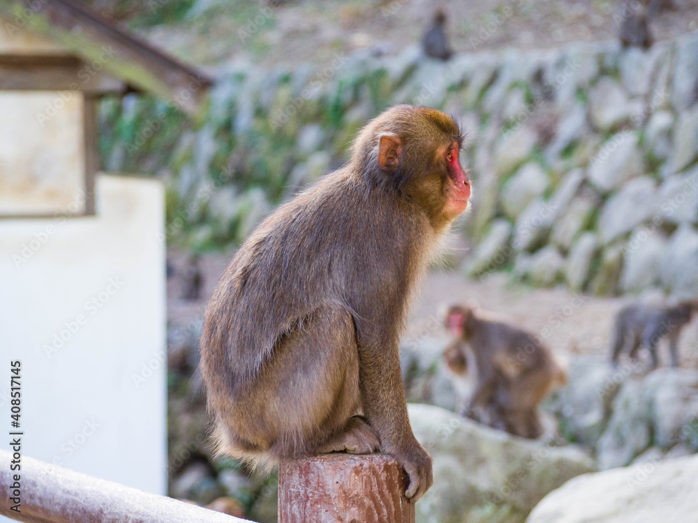 Obraz premium 大分県高崎自然動物園の凛々しいイケメンニホンザルの横顔