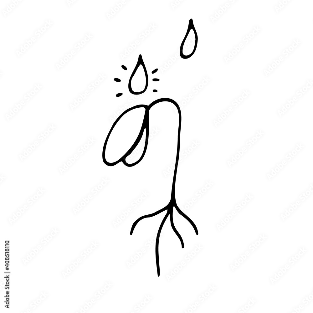 Water drops drip onto the plant sprout. Doodles on a white background. Hand drawing. Vector. Water drops drip onto the plant sprout. Doodles on a white background. Hand drawing. Vector.