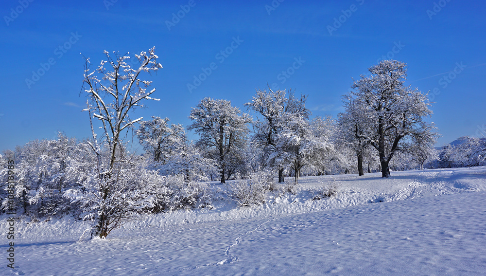 Streuobstwiese im Winter