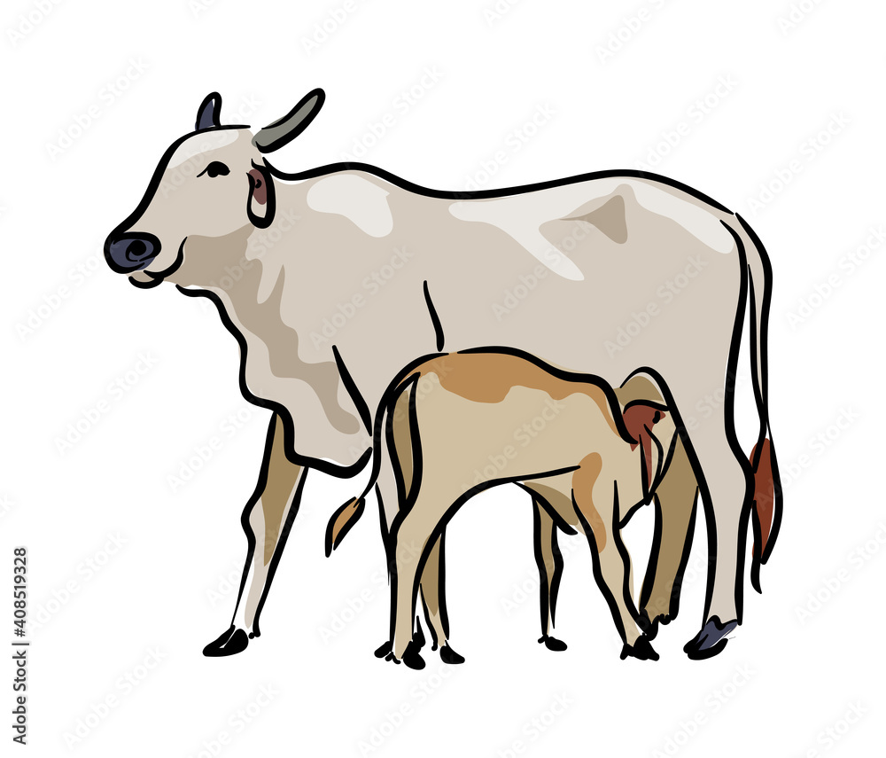 cow with calf drinking milk from mother cow illustration