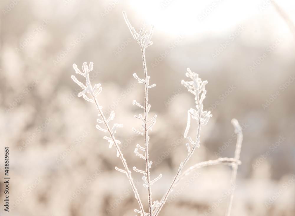 grass in the snow