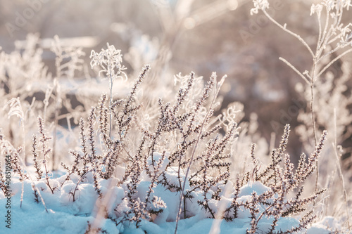 snow covered branches © perminoffa