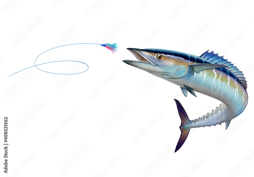 Spanish Mackerel wahoo attacks Bait Sea Swim Squids. Spanish Mackerel