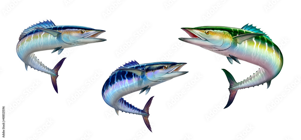 Spanish Mackerel wahoo dark blue fish big fish on white realistic illustration isolate. Spanish Mackerel wahoo dark blue fish big fish on white realistic illustration isolate.