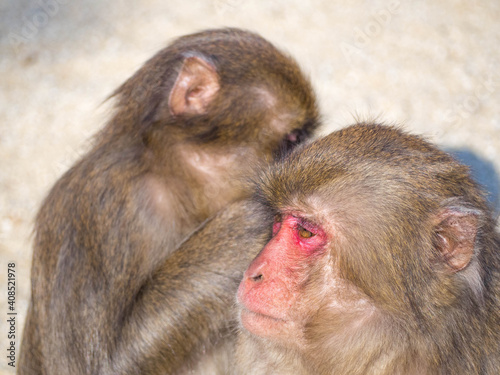 かいがいしく相手の身体のノミ取りの世話を焼くかわいらしい大分県高崎山自然動物園のニホンザル