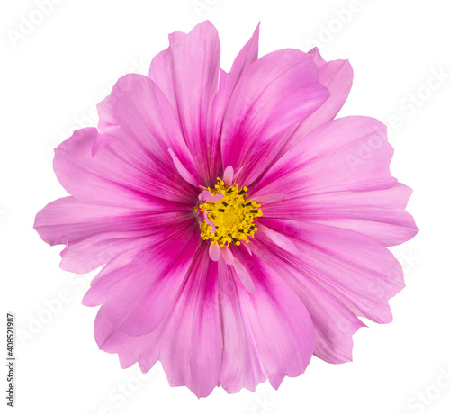 cosmos flower isolated