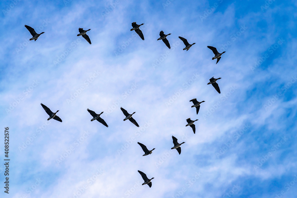 Geese fly in a flock high in the sky. A flock of migratory birds in the blue sky.