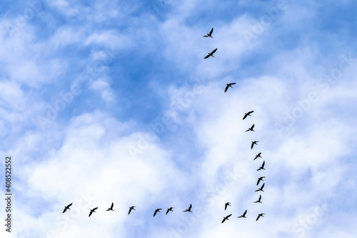 A flock of migratory birds in the blue sky. Geese fly in a flock high in the sky. 