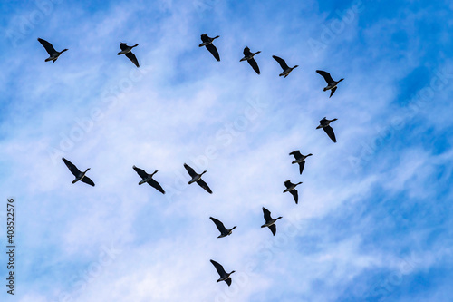Geese fly in a flock high in the sky. A flock of migratory birds in the blue sky.