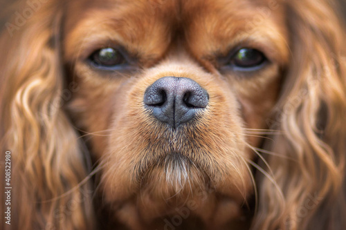 Closeup of dog nose © AnnaFotyma