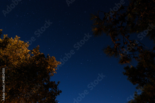 trees and stars at night