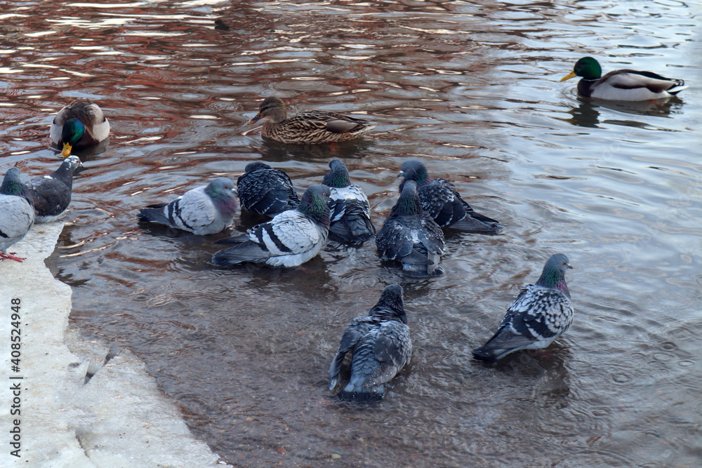 Fototapeta premium A group of pigeons swim in a winter river, side view