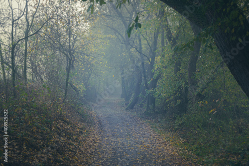 Scary path through trees and fog