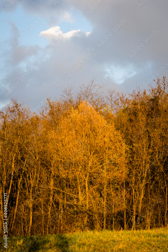 Fototapeta premium Forest of autumn trees in sunlight, Zagorje, Croatia