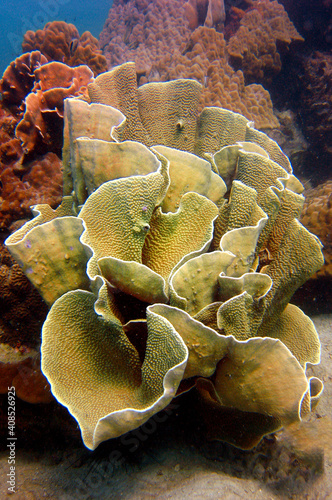 Colorful coral reef with hard corals at the bottom of tropical Sea. Red Sea