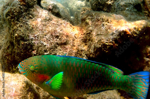 Parrotfish