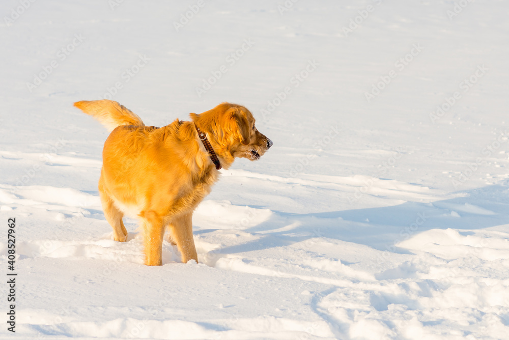 Happy golden retriever in snow at morning Happy golden retriever in snow at morning