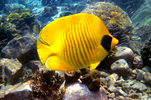 Marine life and coral reefs at the Red Sea