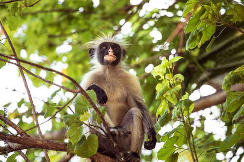 Zanzibar red colobus monkey sitting on the tree and resting. Zanzibar Island, Tanzania