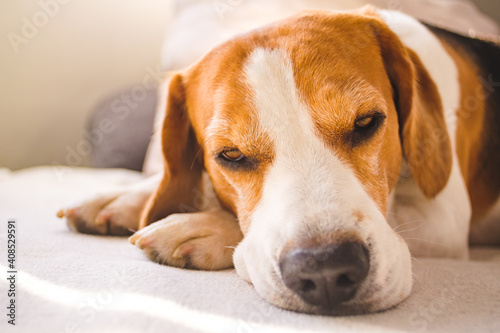 Beagle dog curled up sleeps on a cozy sofa in livingroom curled. Adorable canine background
